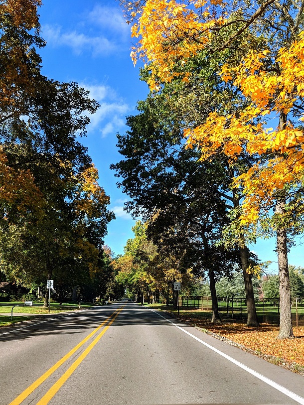 Autumn Foliage