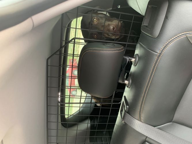 Dog Crate in Car