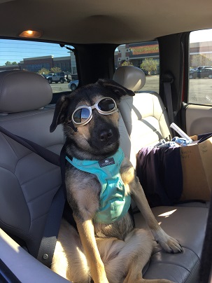 Dog Wearing Seat Belt