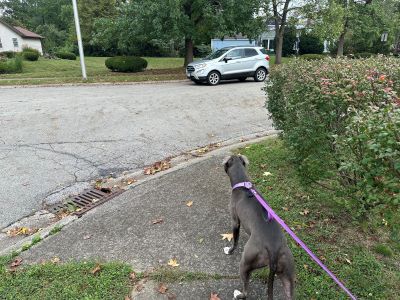 Dog on Sidewalk